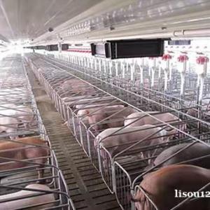 养猪场全自动喂料设备自动上料系统塞盘料线及配件