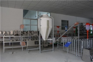 母猪自动化喂料线育肥自动化喂料线