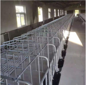 母猪定位栏限位栏采用双拍防跳压杆